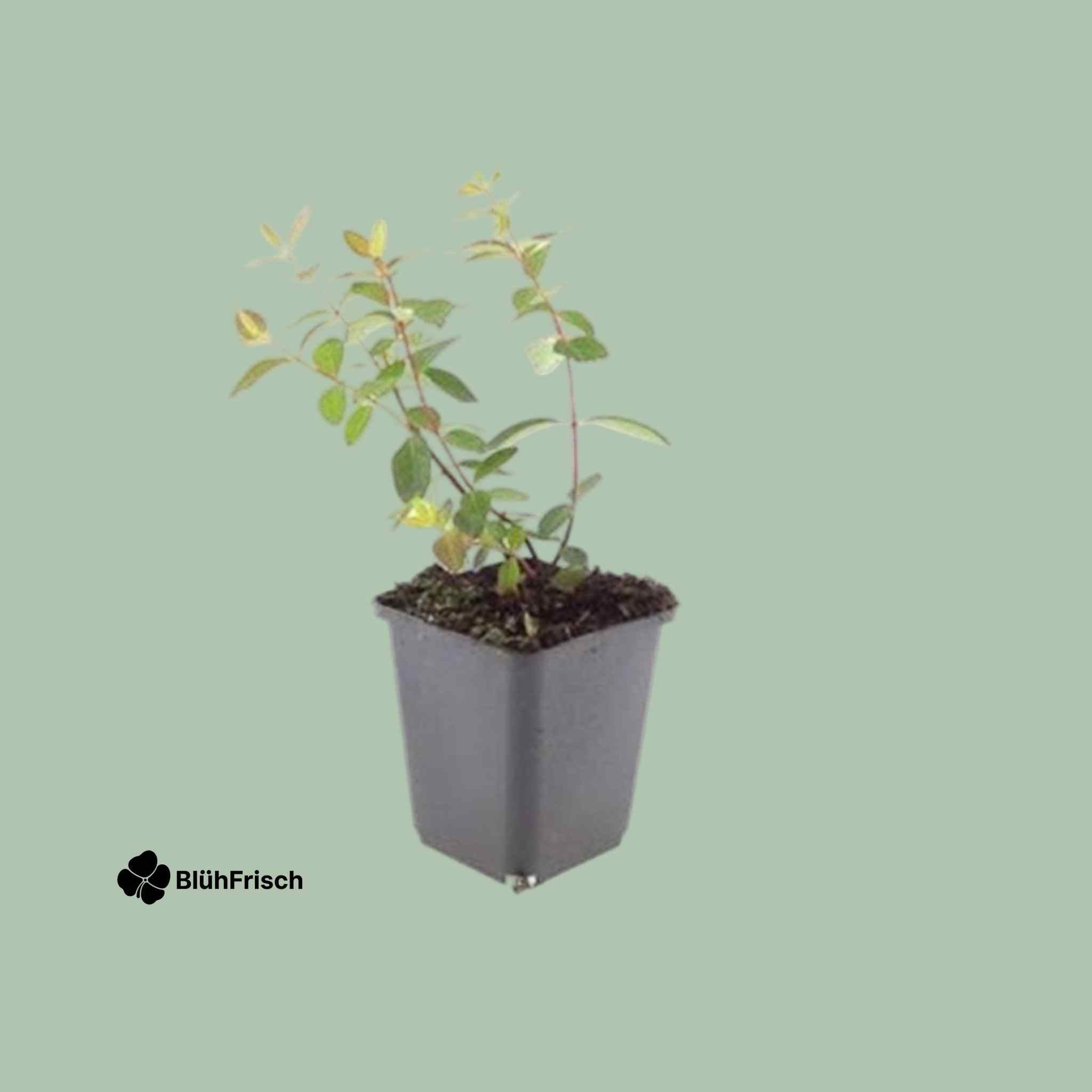 48x Hypericum dummeri 'Peter Dummer' - ↕10-25cm - Ø9cm