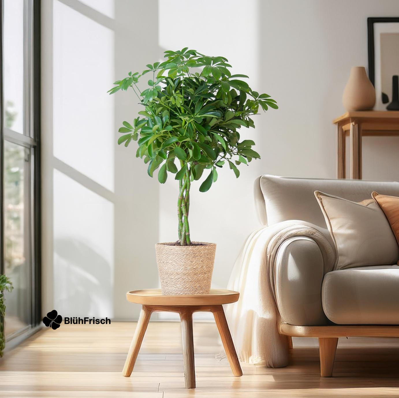 Schefflera Arab Nora mit Korb Sofia natur - 70cm - Ø21