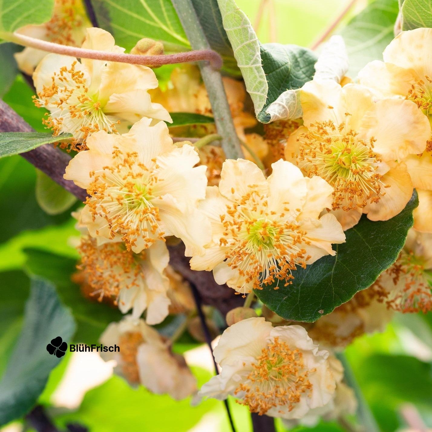 Actinidia delciosioa 'Jenny' - Kiwi - Ø13cm - ↕45cm