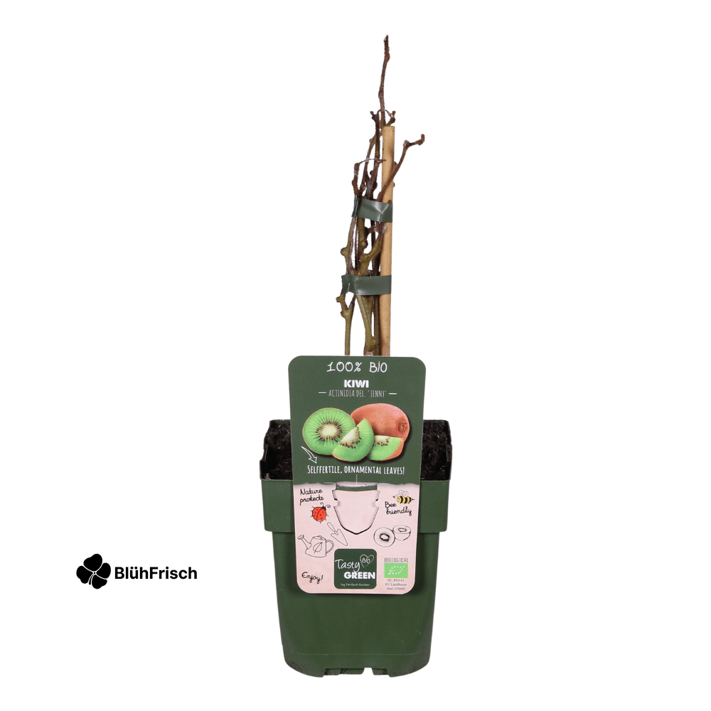 Actinidia delciosioa 'Jenny' - Kiwi - Ø13cm - ↕45cm