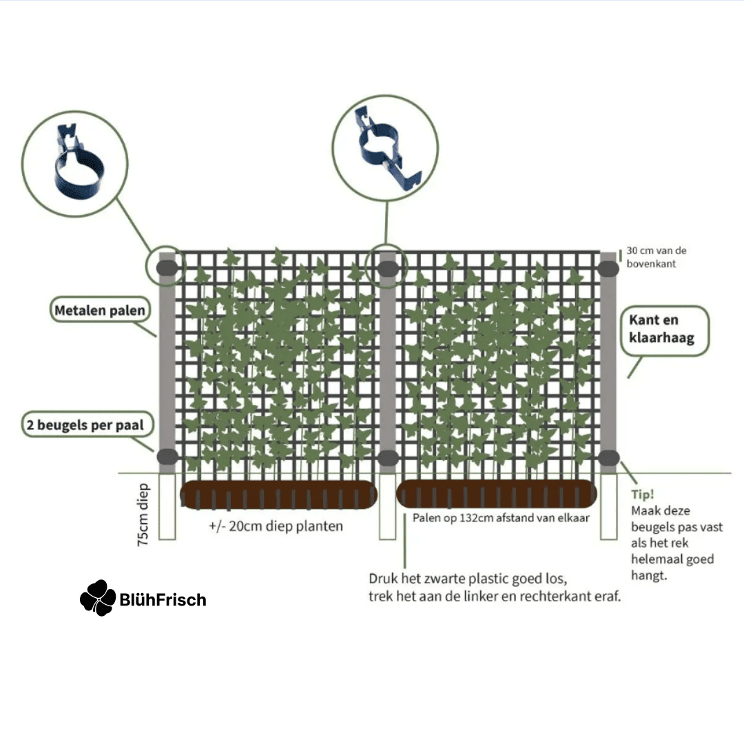 Hedera Hibernica - Efeu - Fertighecke - ↨120 cm