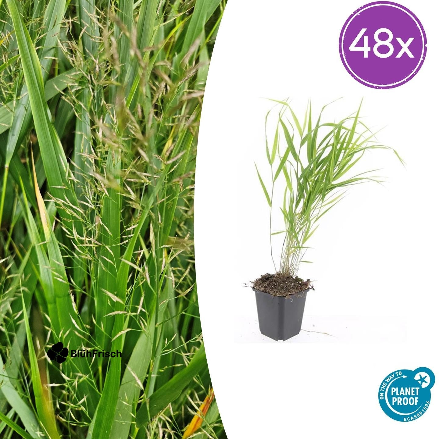 48x Hakonechloa macra - ↕10-25cm - Ø9cm