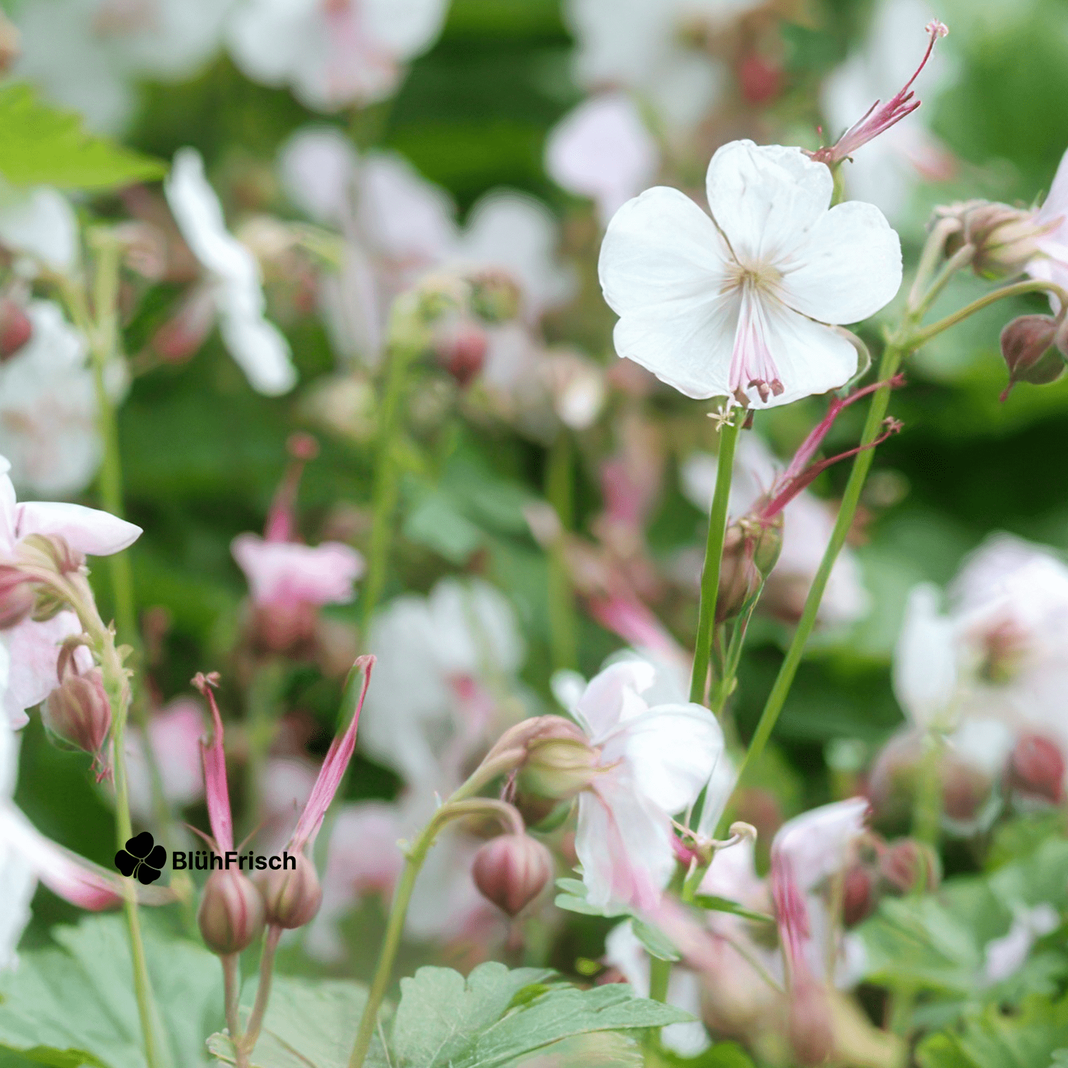 24x Geranium cant. 'Biokovo' - ↕10-25cm - Ø9cm