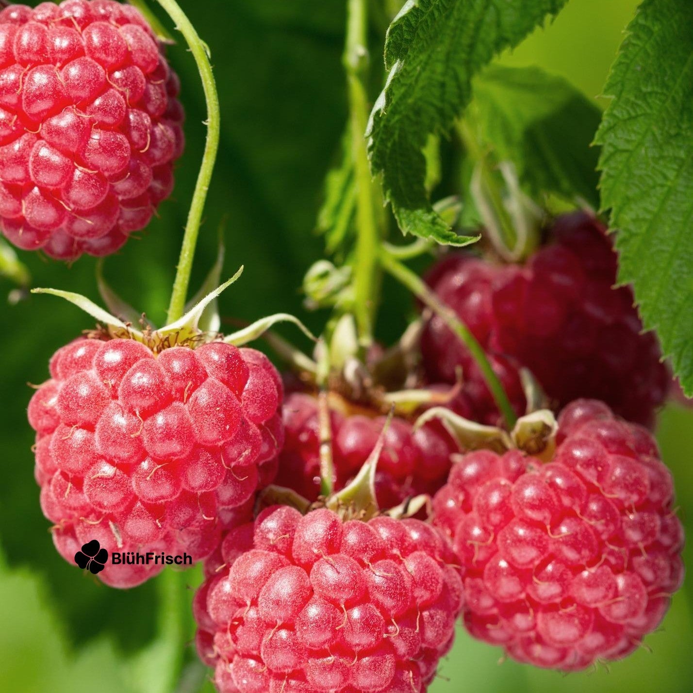 Rubus idaeus 'Malling Promise' - Ø13cm - ↕45cm