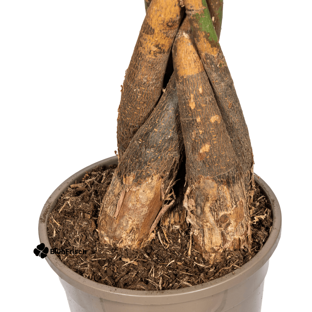 Pachira Aquatica mit Korb 120 - 140cm