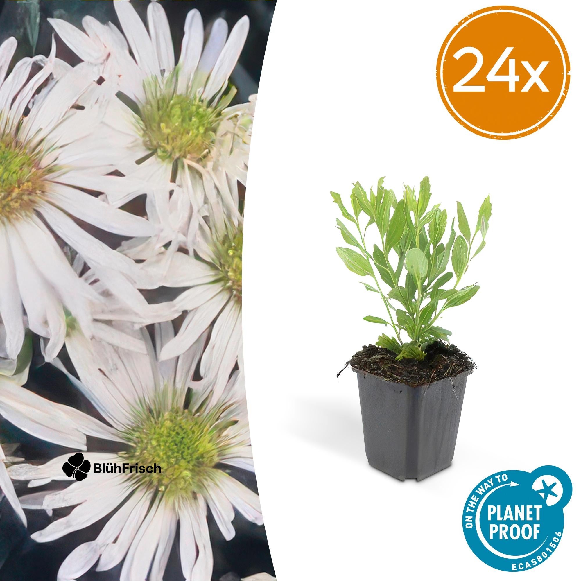 24x Aster ageratoides 'Ashvi' - ↕10-25cm - Ø9cm