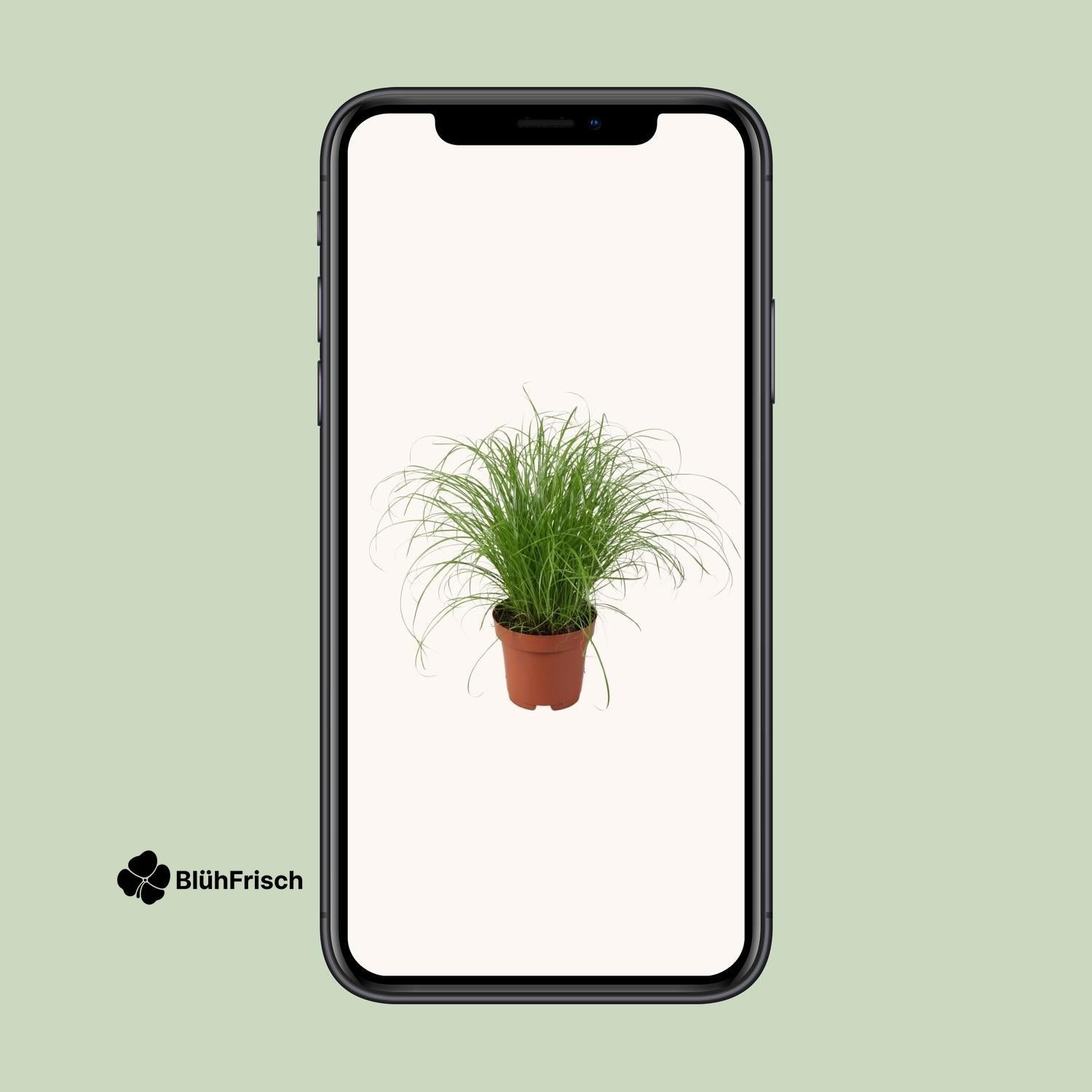 Cyperus Alternifolius Zumula - Ø12cm - ↕28cm