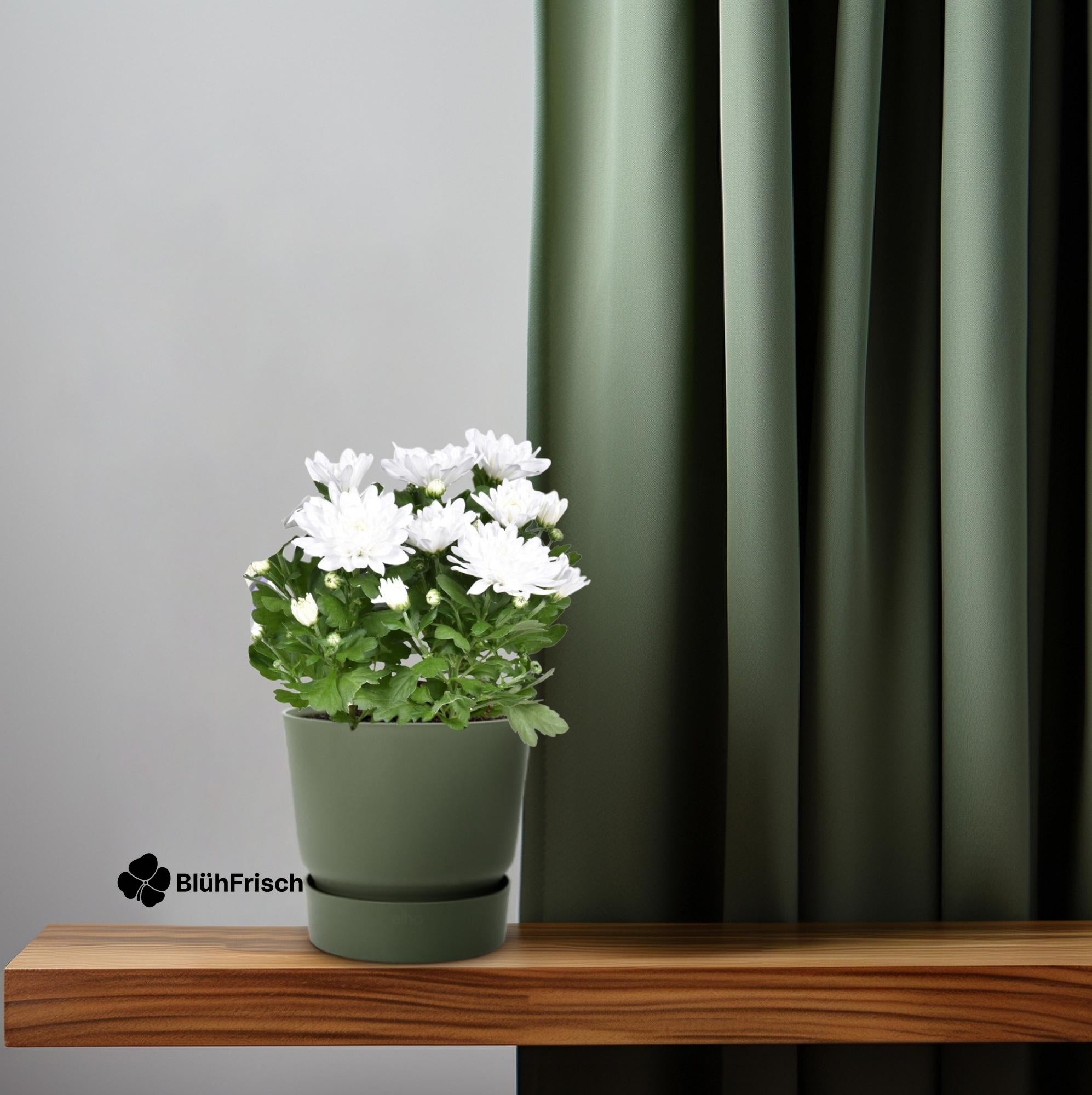 Chrysant Brave - Ø12cm - ↕26cm