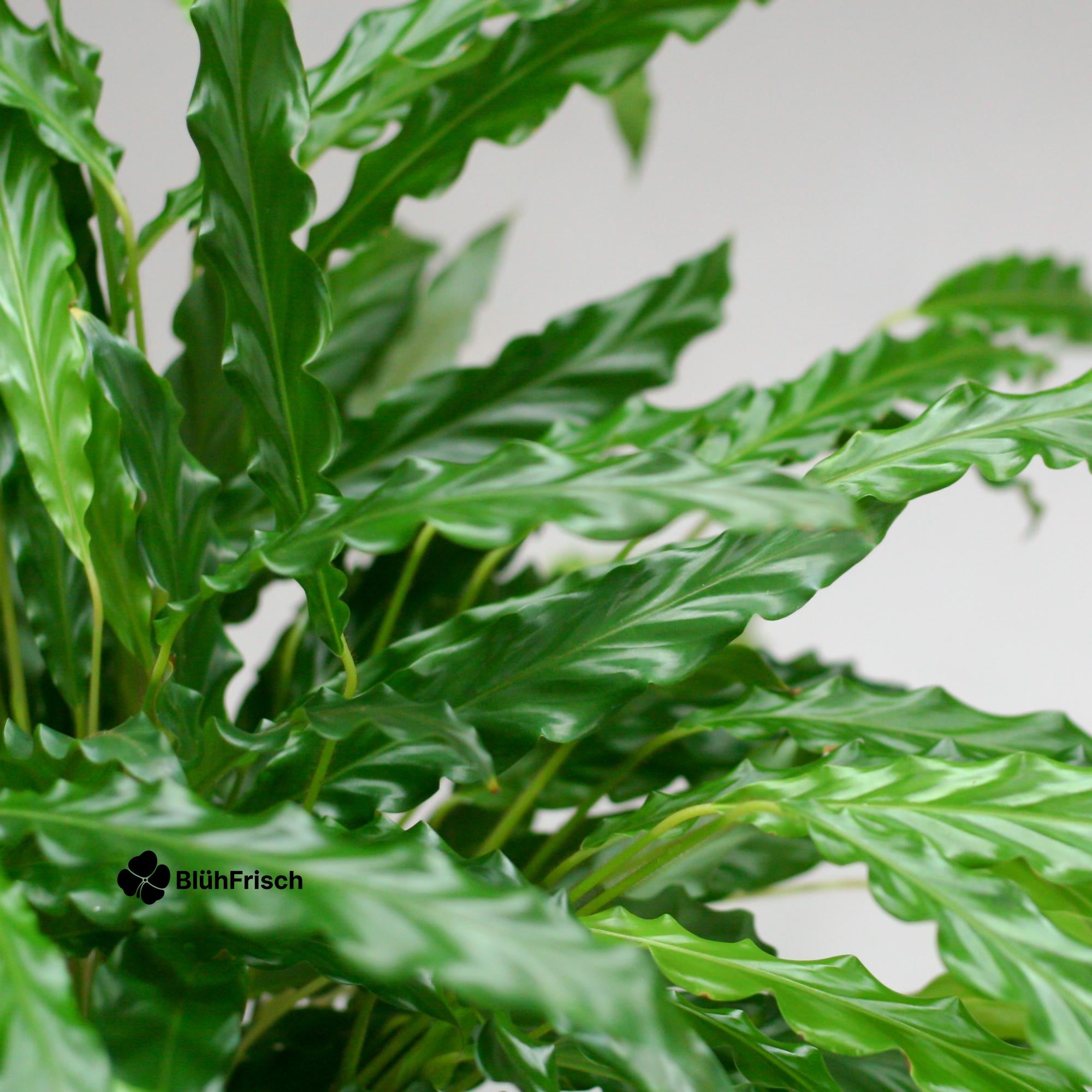 Calathea Rufibarba mit Viber weiß - 55cm - Ø17