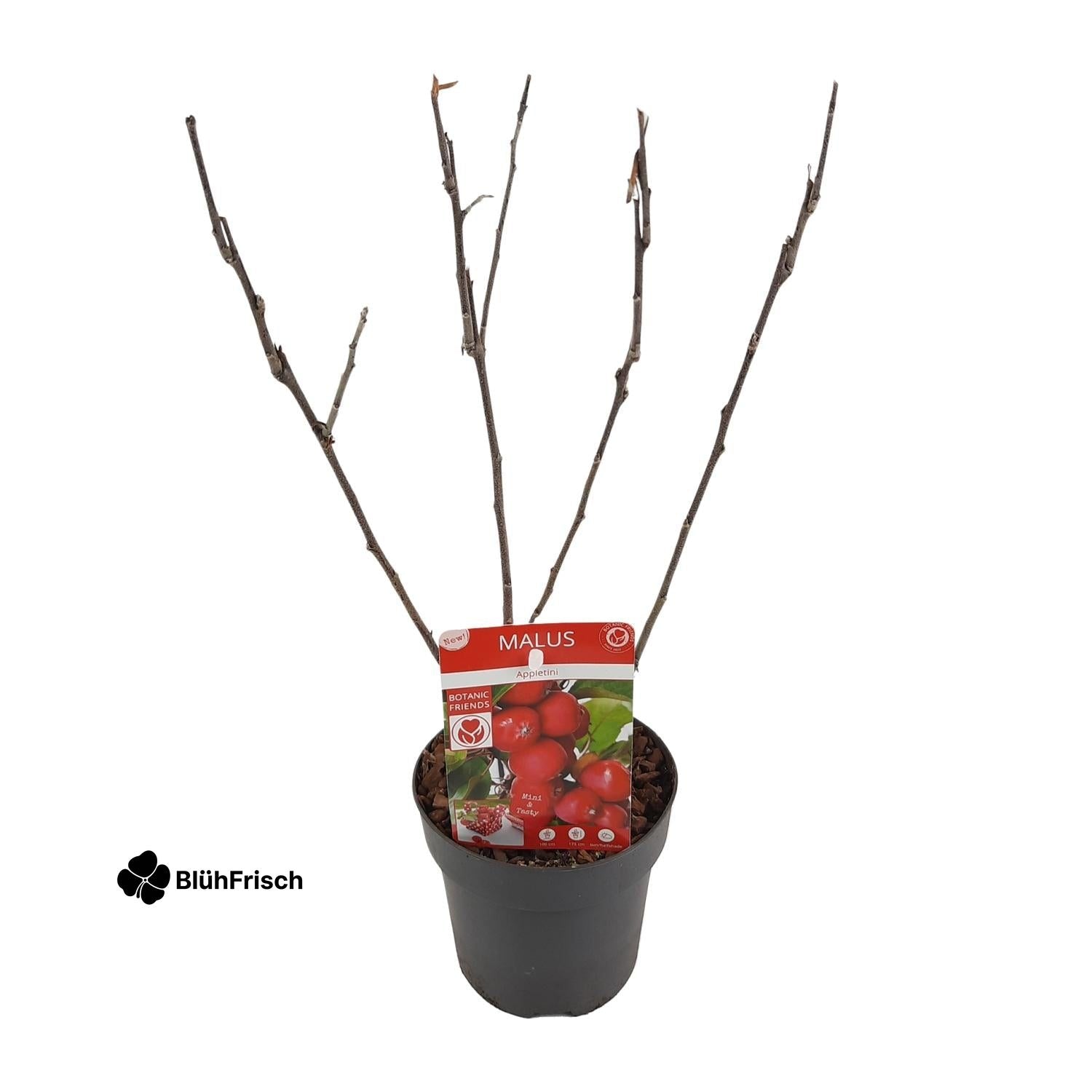 Malus 'Appletini' - Ø13cm - ↕10cm