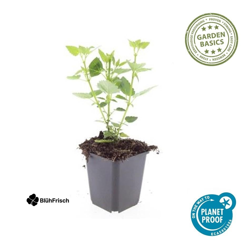 24x Agastache 'Blue Fortune' - ↕10-25cm - Ø9cm