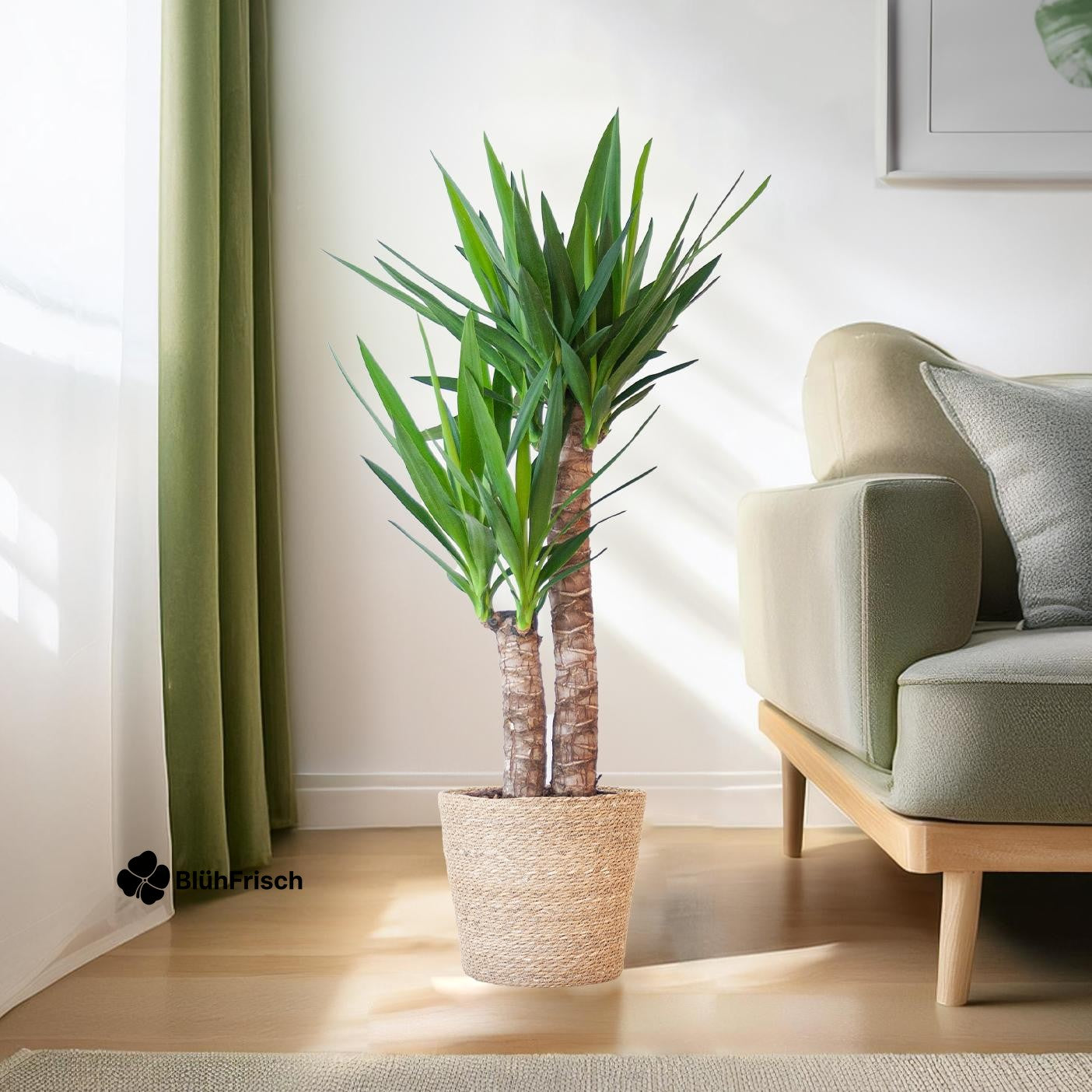 Yucca Elephantipes mit Sofia-Korb natur - 90cm - Ø21