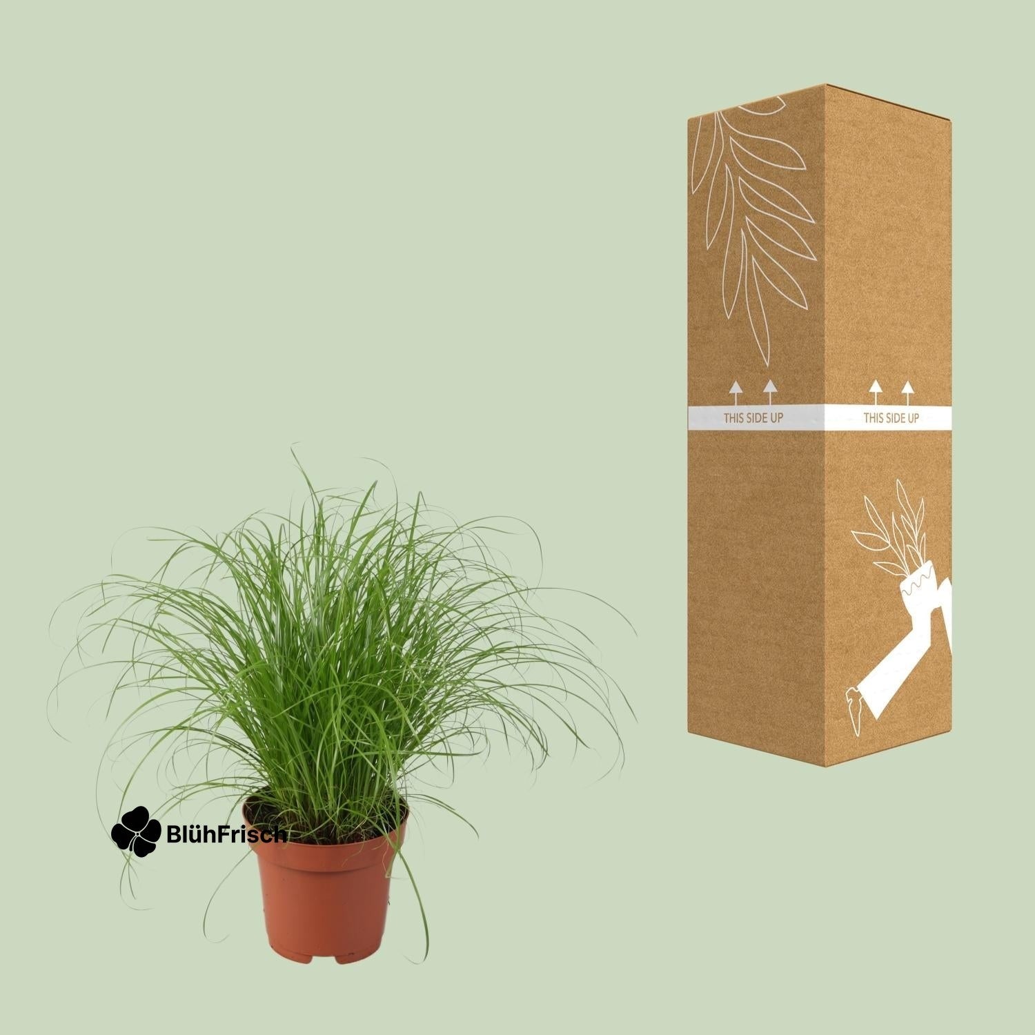 Cyperus Alternifolius Zumula - Ø12cm - ↕28cm