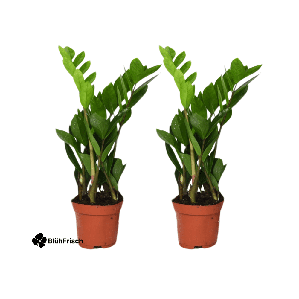 Zamioculcas Zamiifolia - 2 stuks - ø12cm - ↕40cm