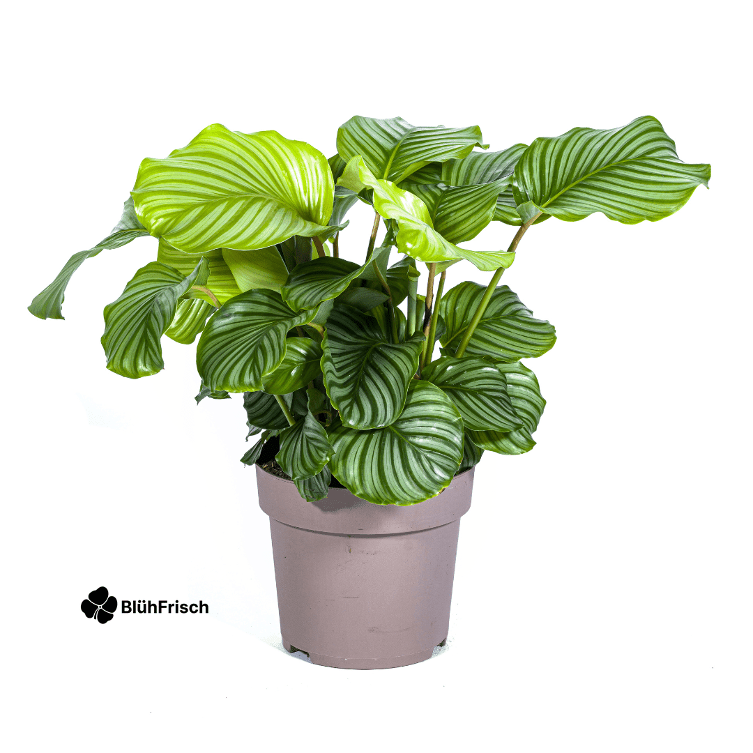 Calathea Orbifolia Ø27cm - ↕70 - 90cm