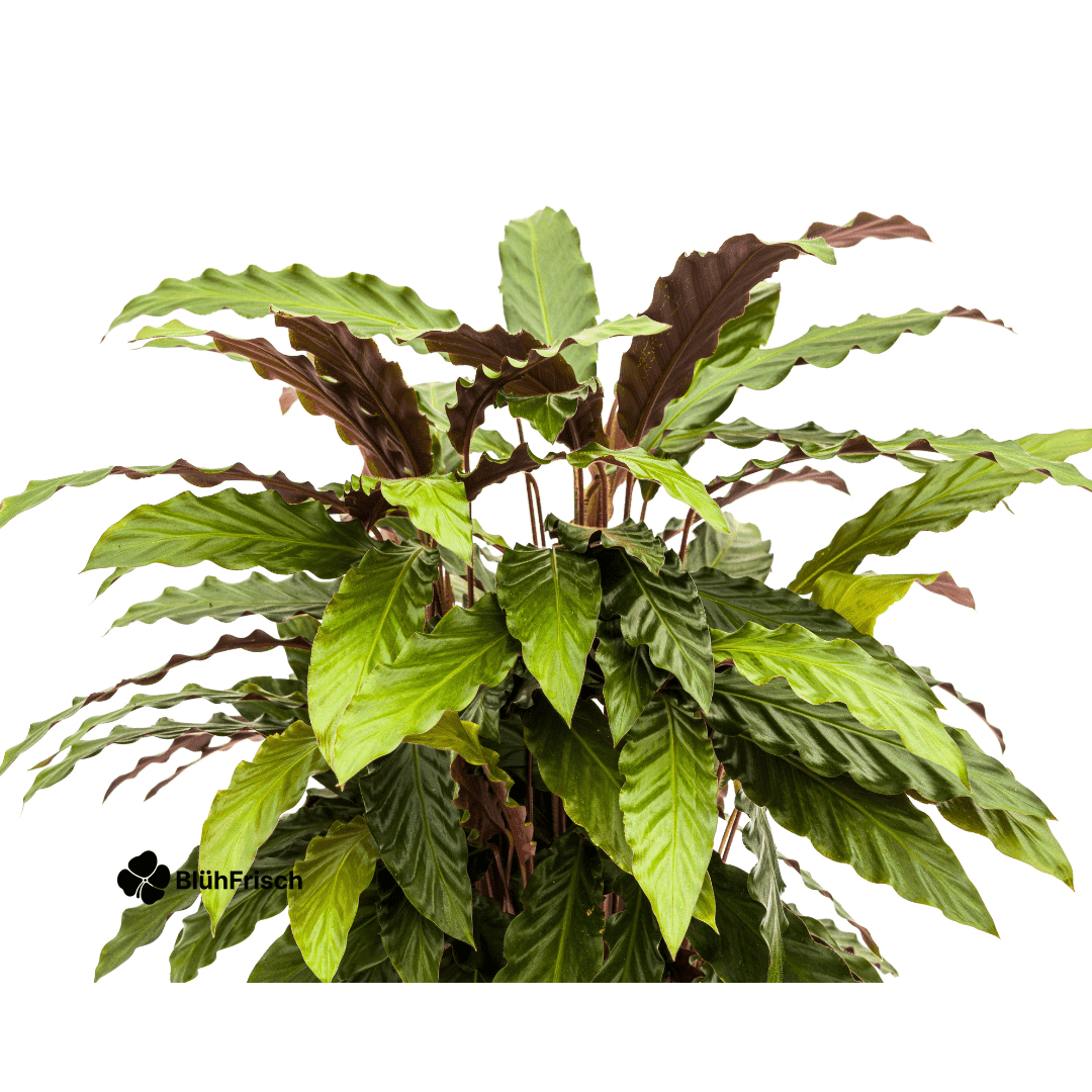 Calathea Rufibarba Ø27cm - ↕60 - 80cm