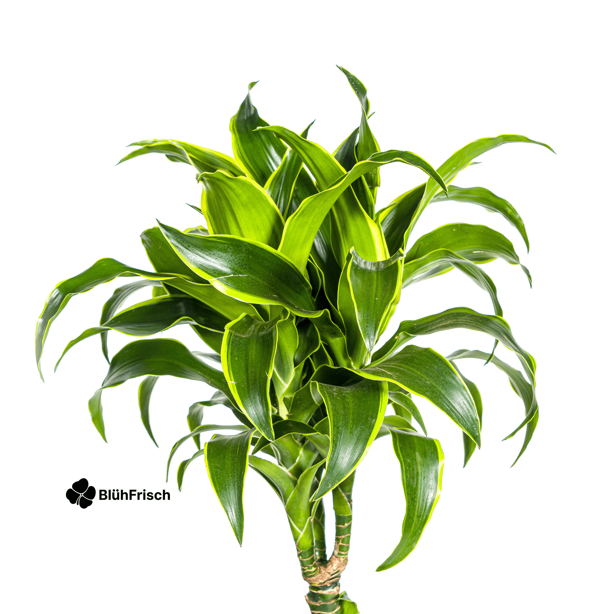 Dracaena Deremensis Dorado mit Korb 120 - 140cm