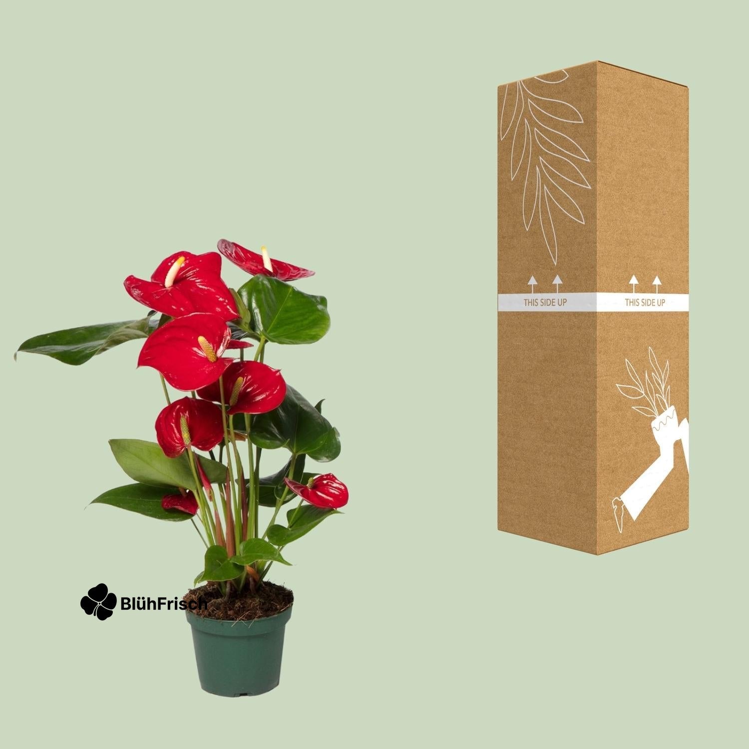 Anthurium Red - Ø17cm - ↕55cm - Ø12cm - ↕40cm