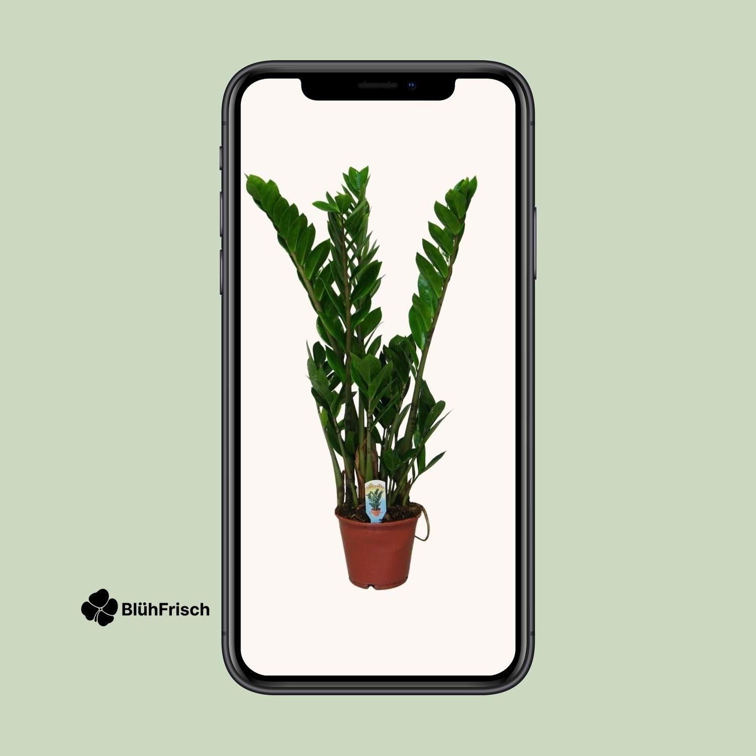 Zamioculcas Zamiifolia - Ø14cm - ↕50cm