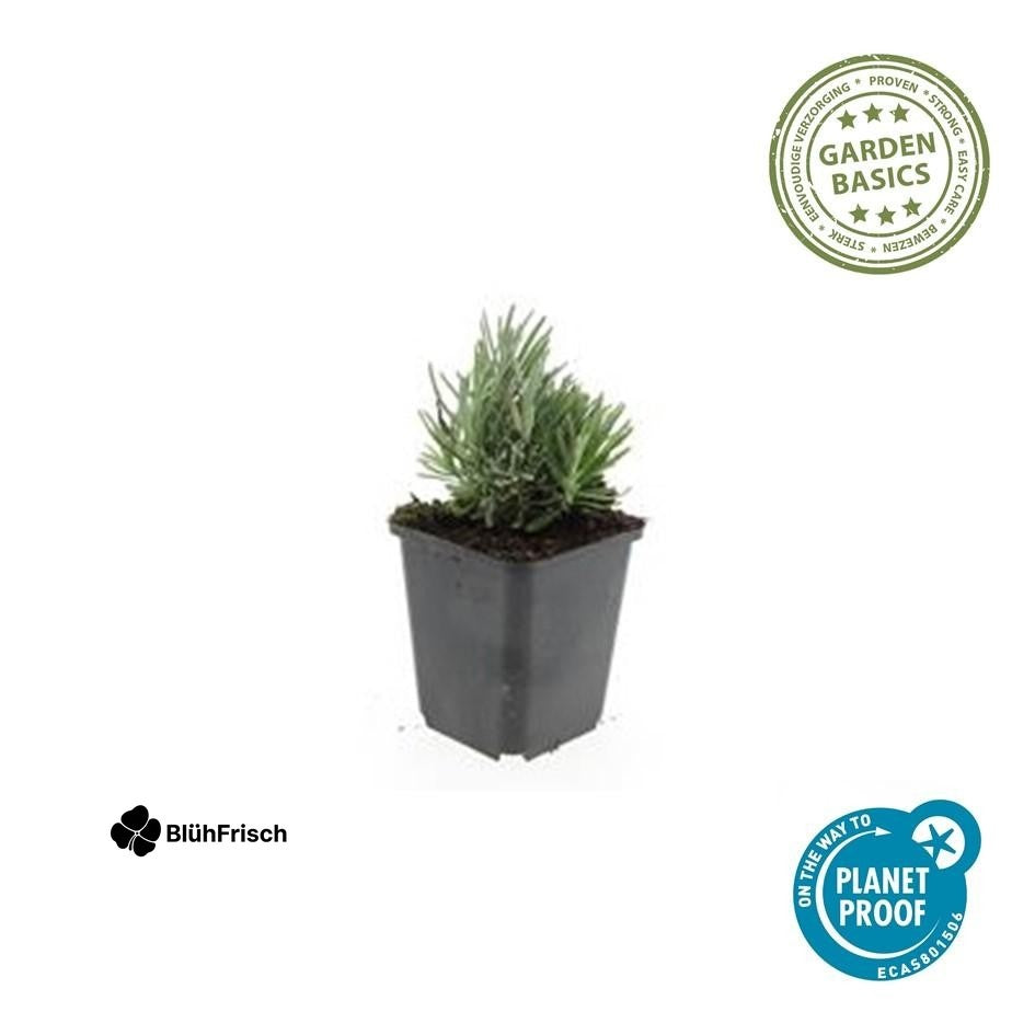 48x Lavandula ang. 'Dwarf Blue' - ↕10-25cm - Ø9cm