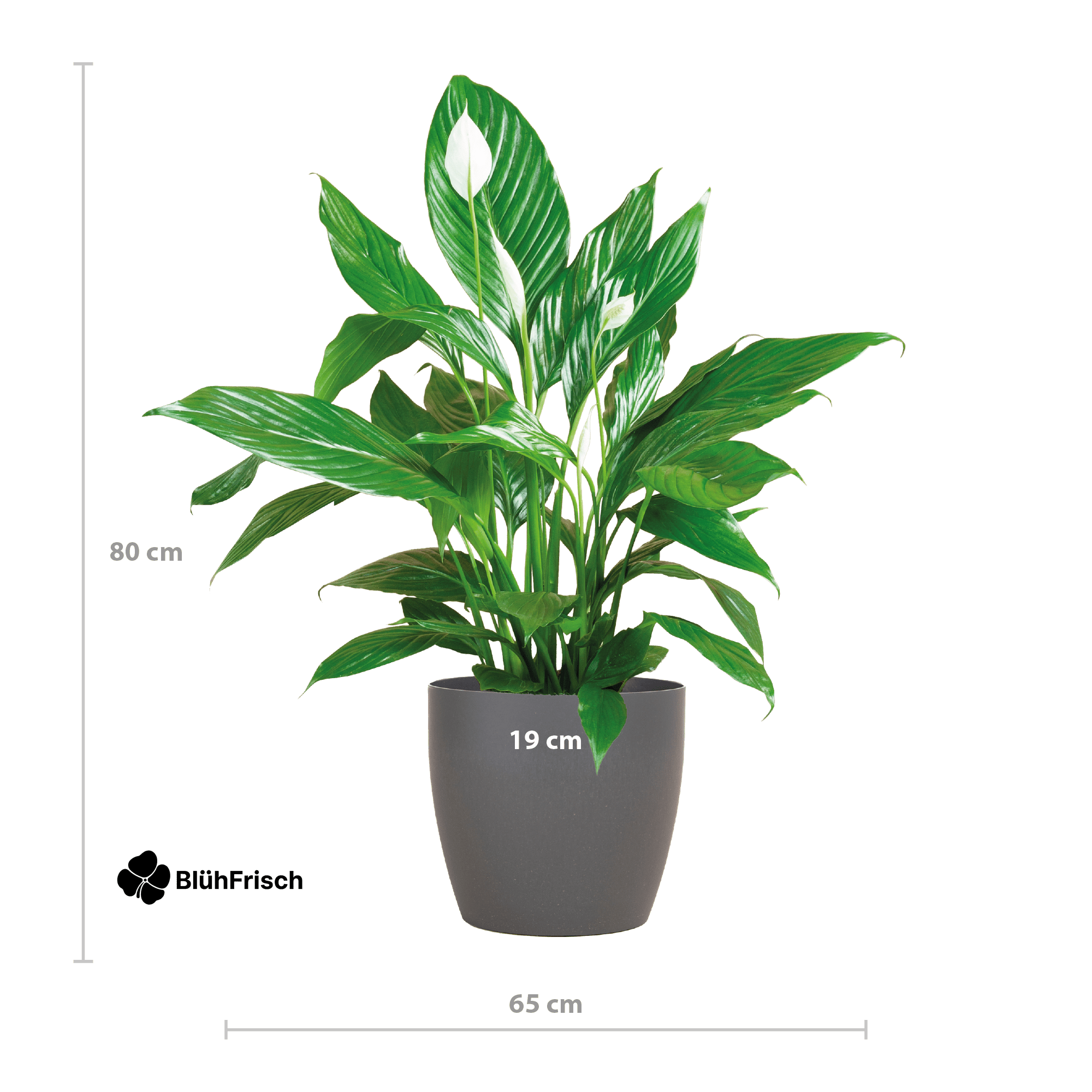 Spathiphyllum mit Viber grau – 80 cm – Ø21