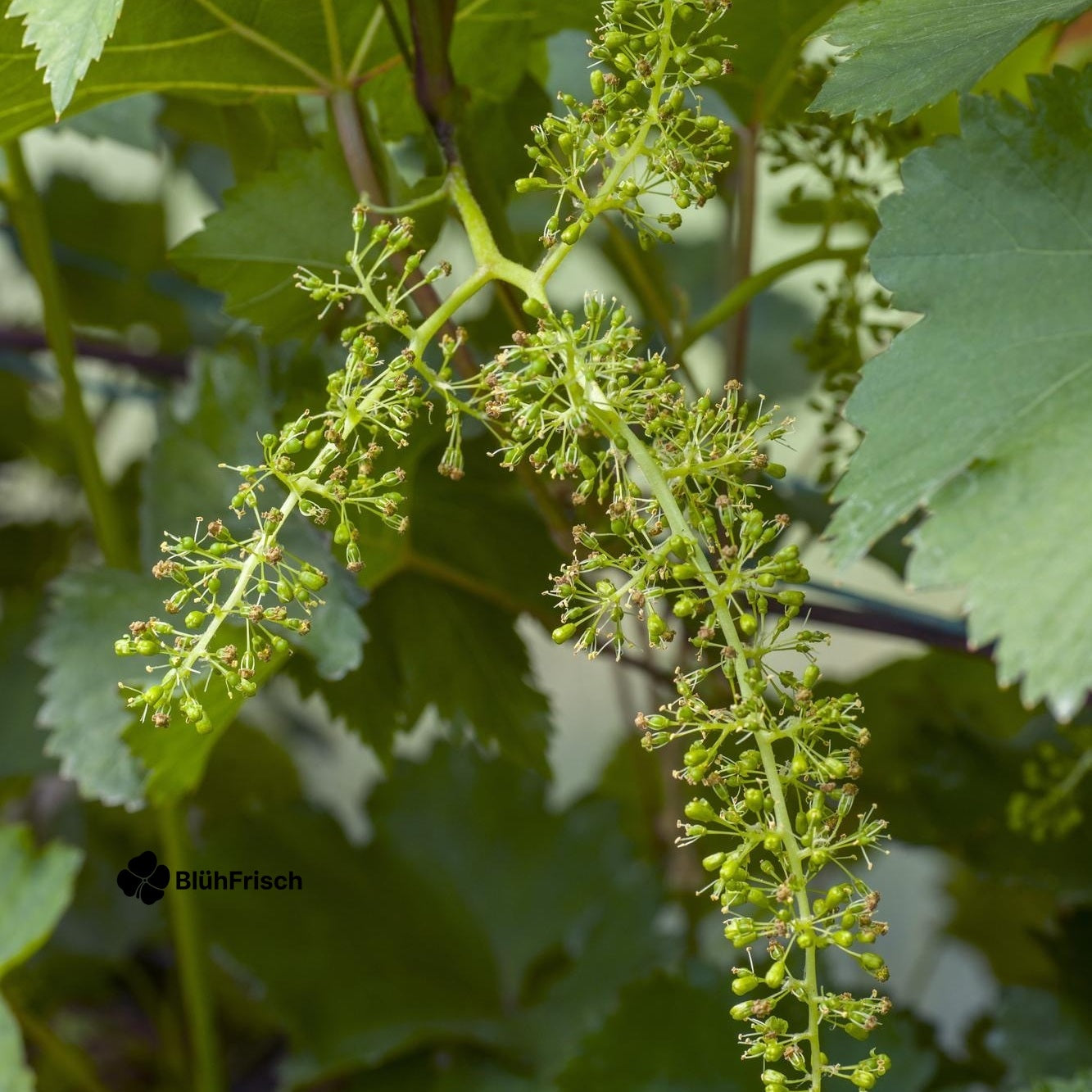 Vitis vinifera 'Johanniter' - Ø13cm - ↕45cm