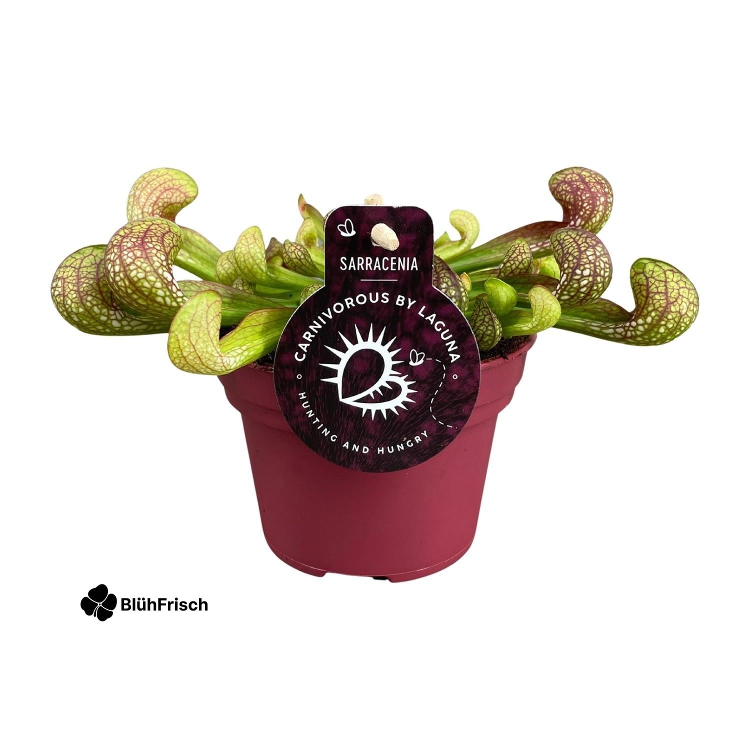 Sarracenia Psittacina - Ø12cm - ↕13cm