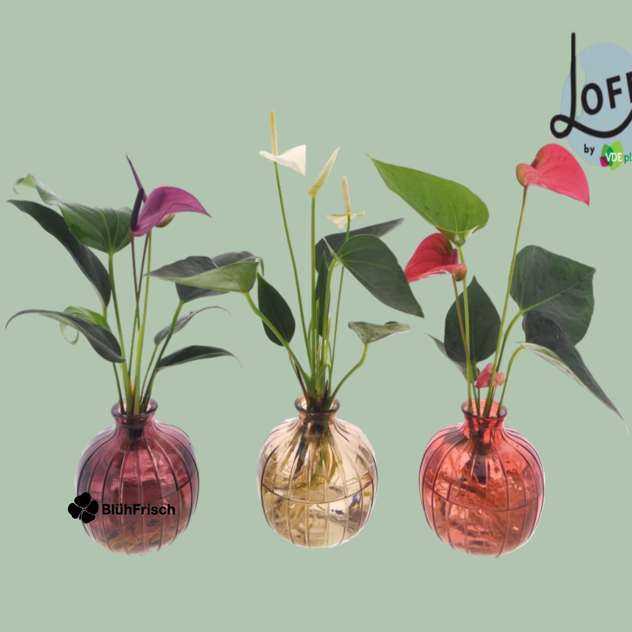 Anthurium Flamingoblume Mix in Nela 3 Farben - 3 Stücke - Ø12cm - ↕30cm