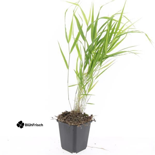 48x Hakonechloa macra - ↕10-25cm - Ø9cm