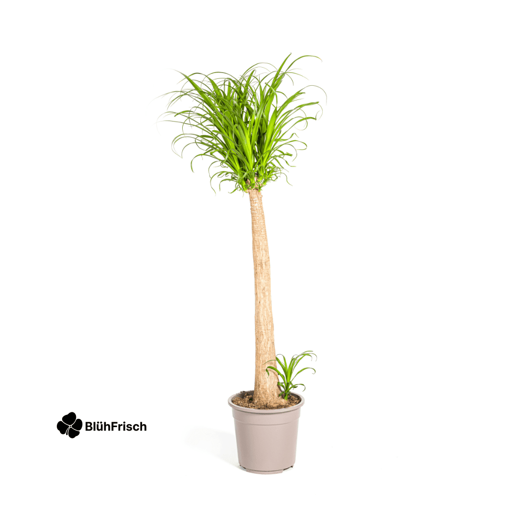 Beaucarnea Recurvata Stamm Ø27cm - ↕110 - 130cm