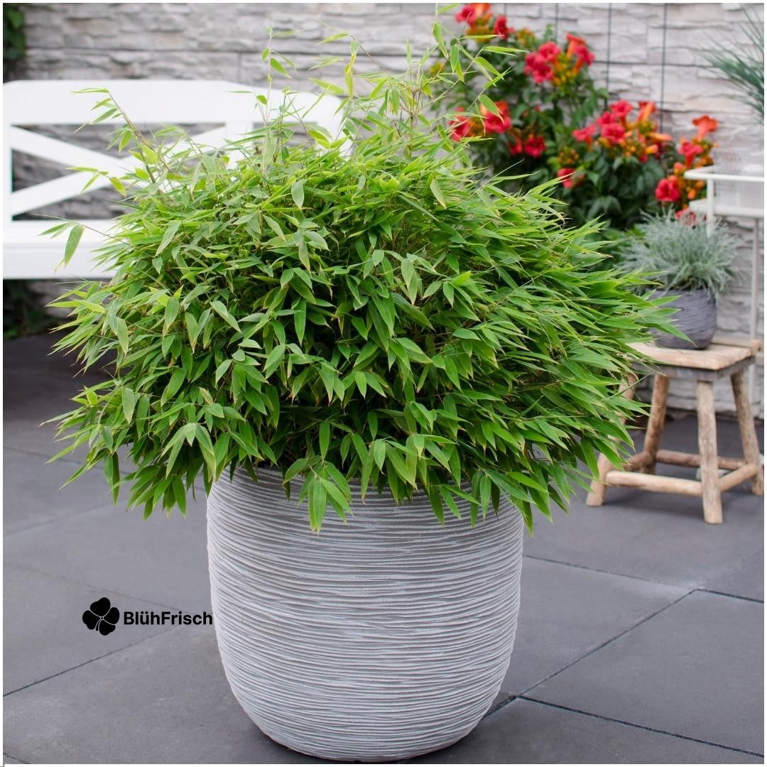 Schirm-Bambus - Ø 29 cm - ↨ 70 cm