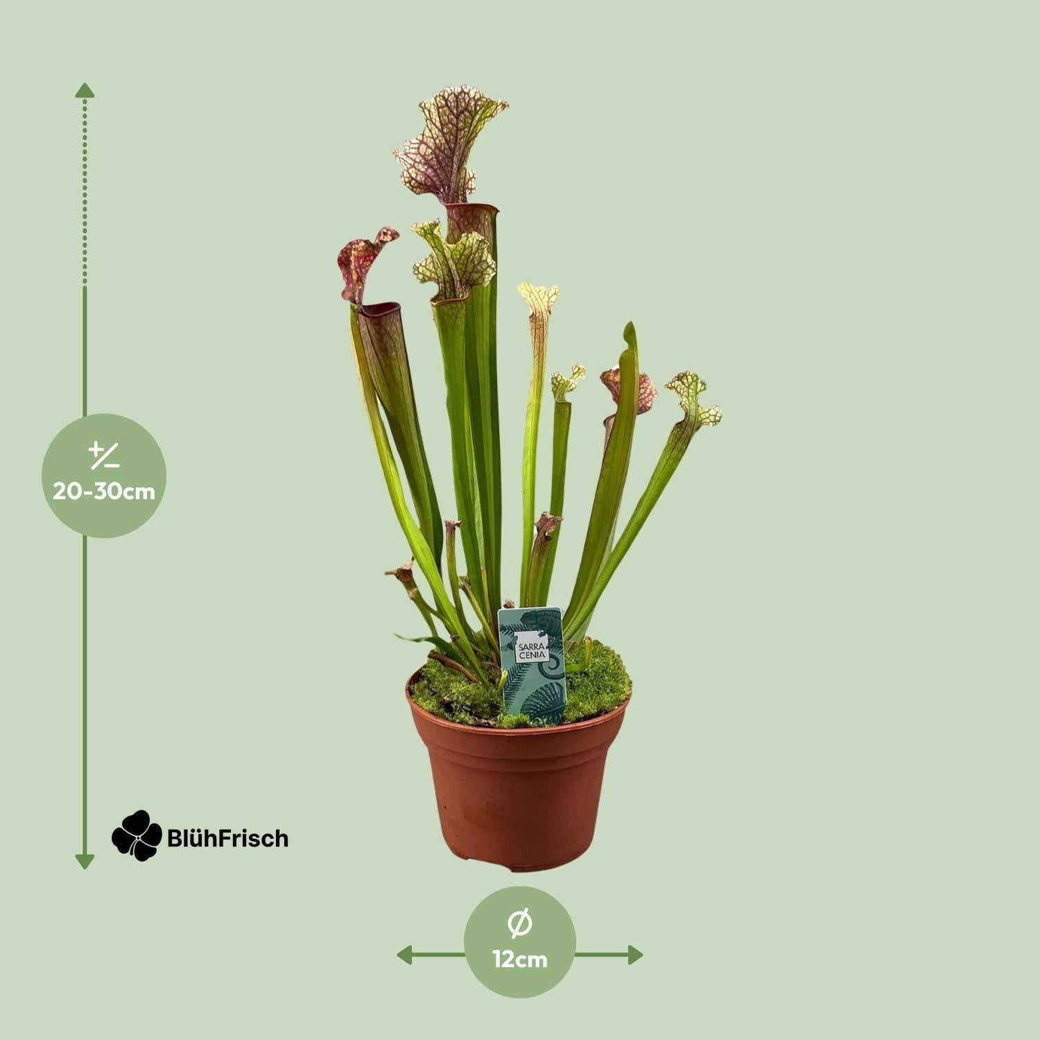 Sarracenia Judith Hindle - Ø12cm - ↕30cm