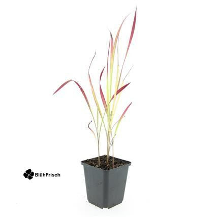 24x Imperata cylindrica 'Red Baron' - ↕10-25cm - Ø9cm