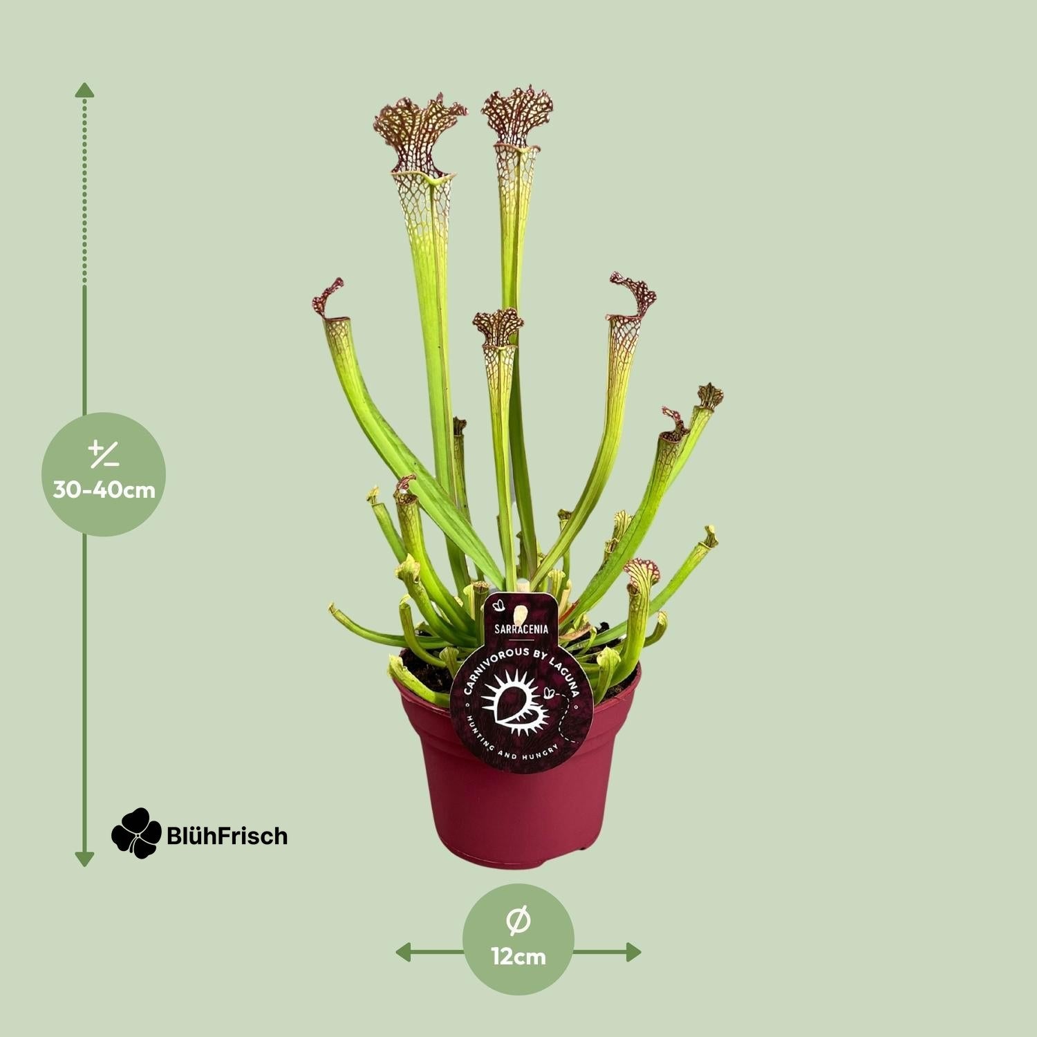 Sarracenia Farnhamii - Ø12cm - ↕40cm