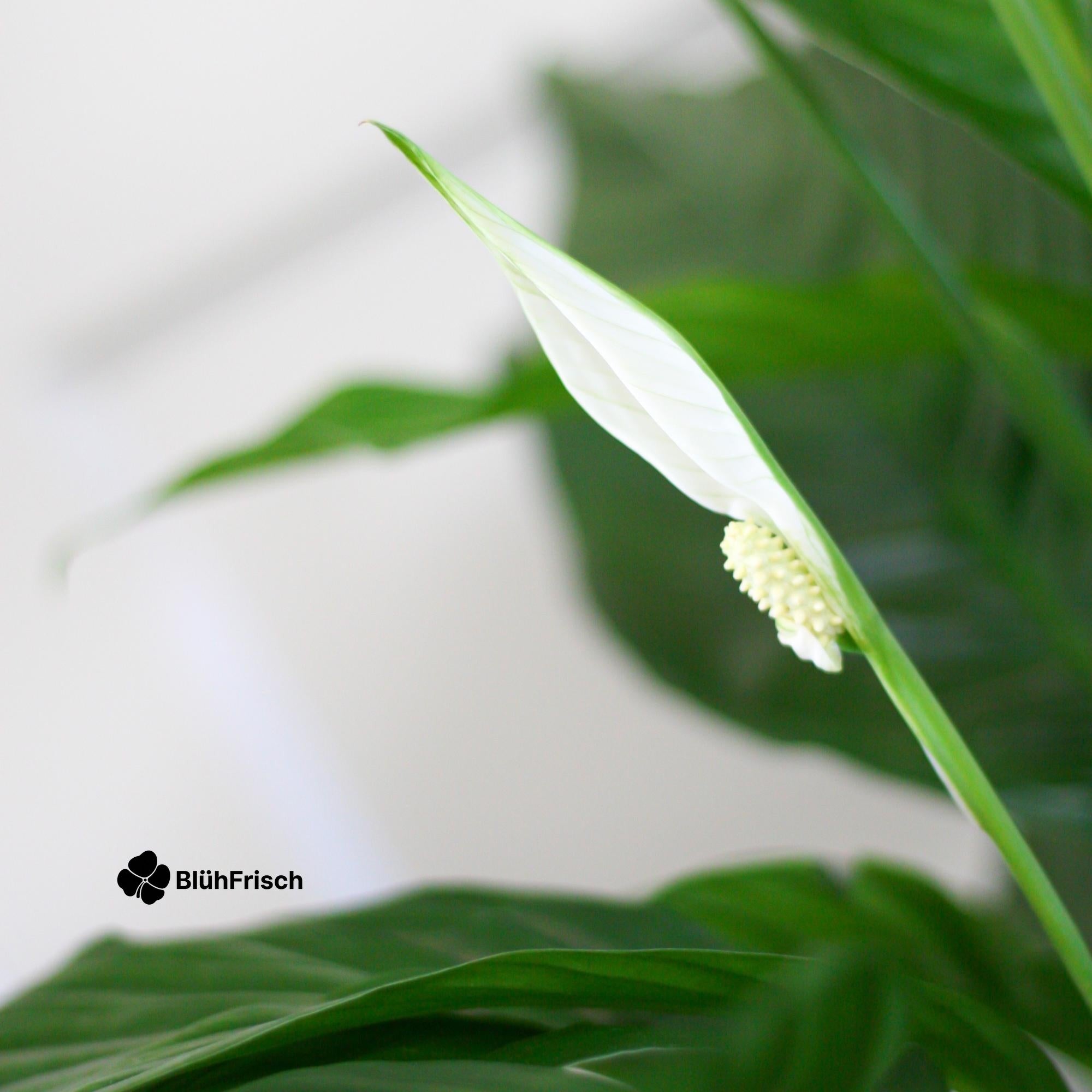 Spathiphyllum mit Viber grau – 80 cm – Ø21