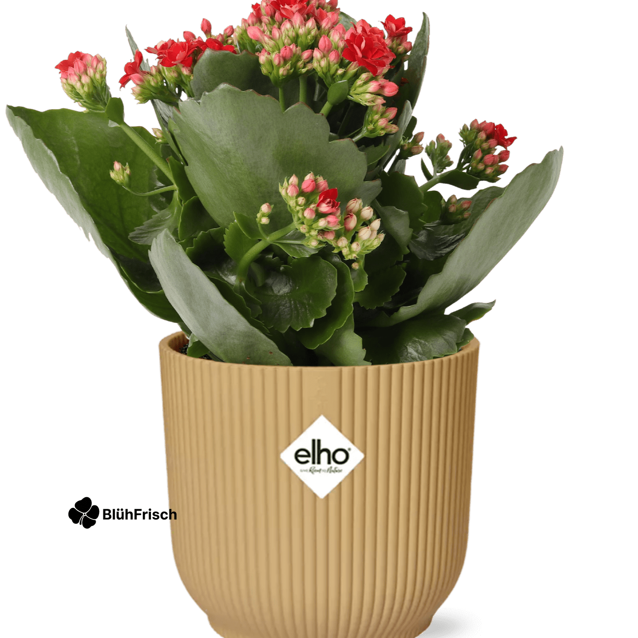 Kalanchoe Rosalina Don Justino Rood + ELHO Vibes Fold 14cm geel