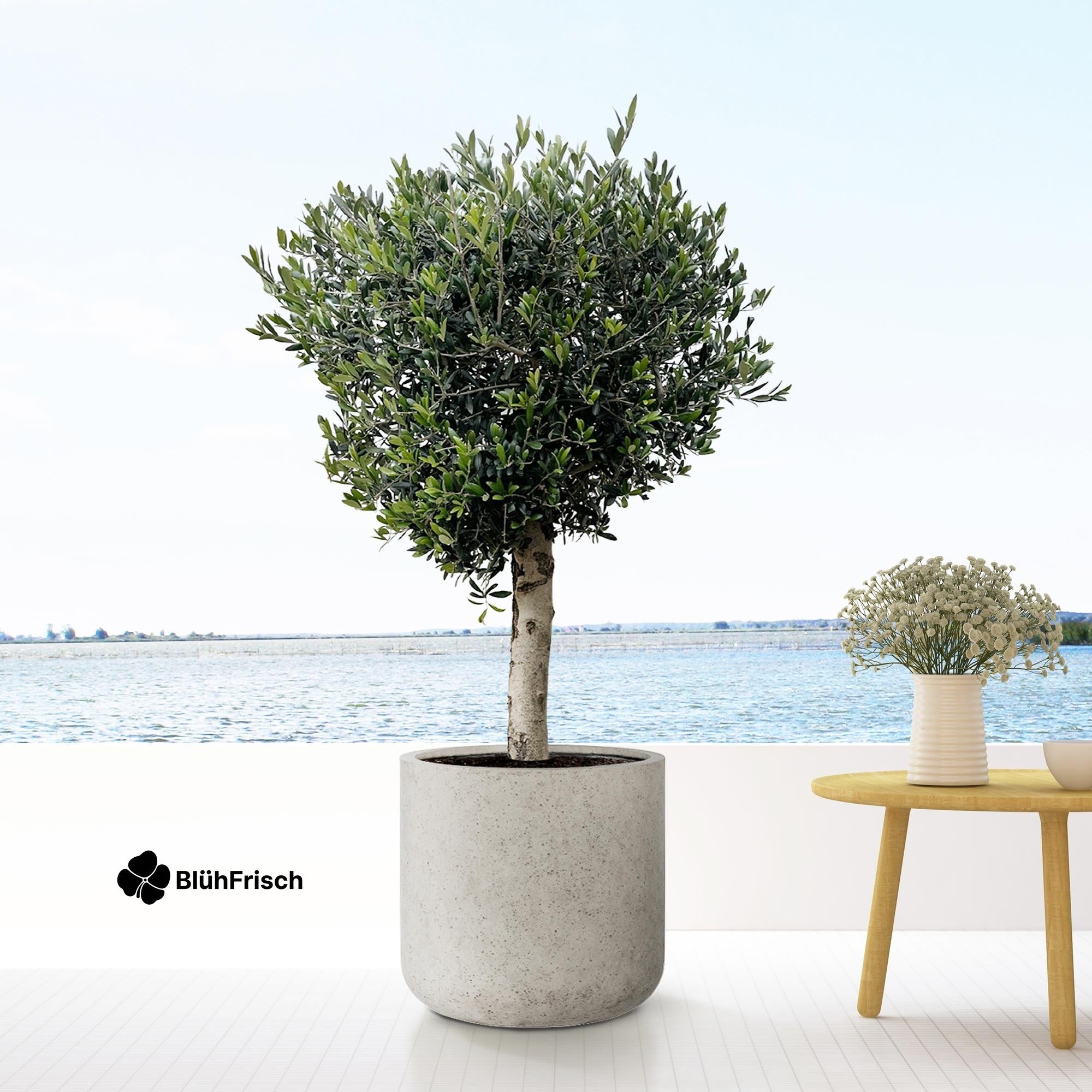 Jumbo Charlie Beige Washed - XXS - D53 x H52