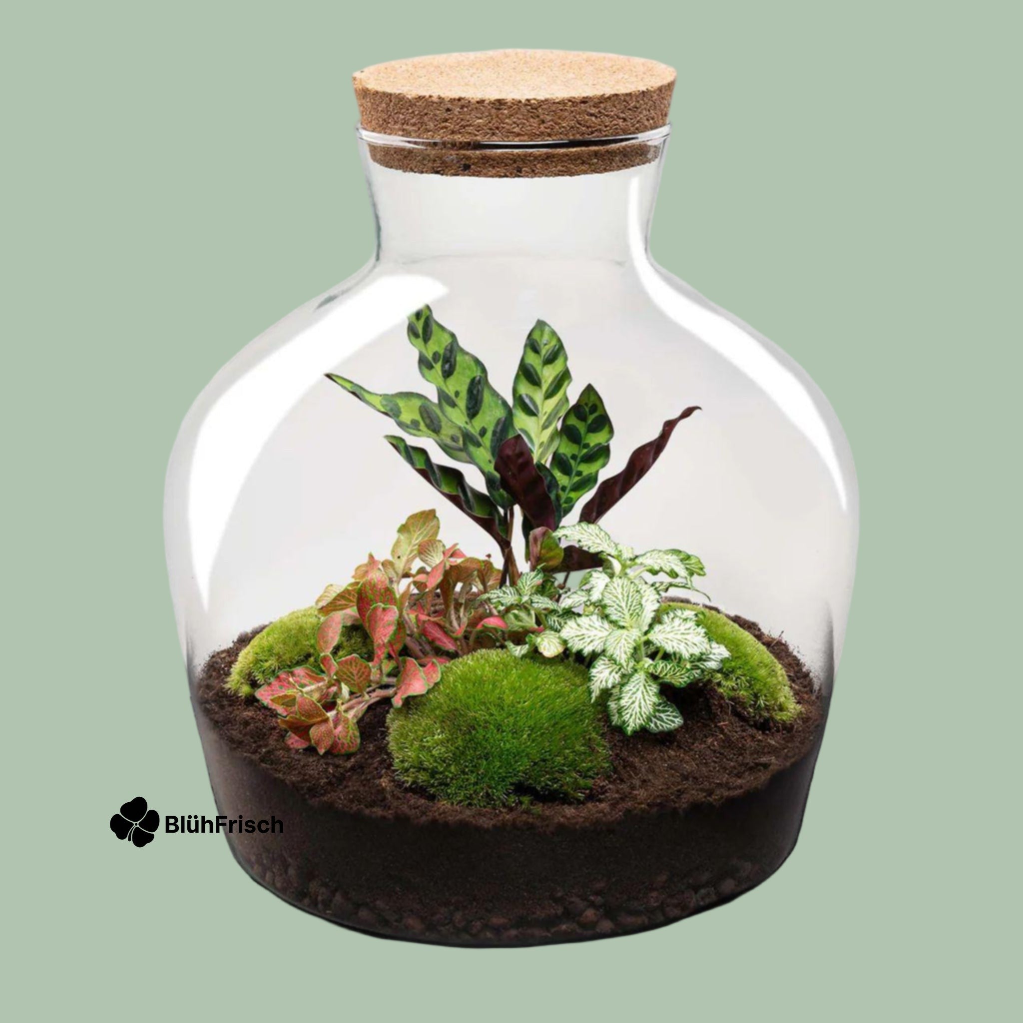 DIY terrarium - Fat Joe Rood - ↕ 30 cm + Rake & Shovel