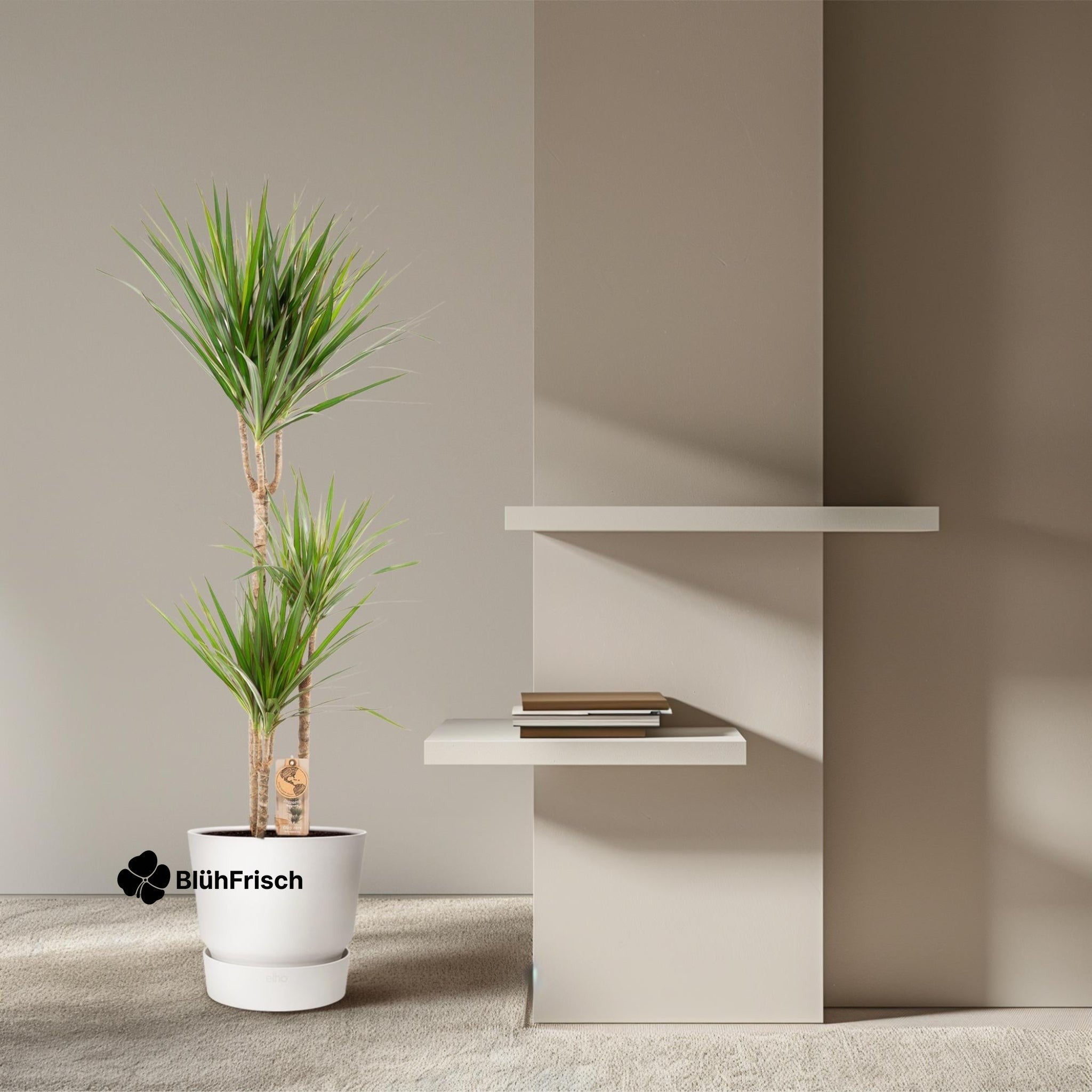 Dracaena Marginata - Ø21cm - ↕120cm