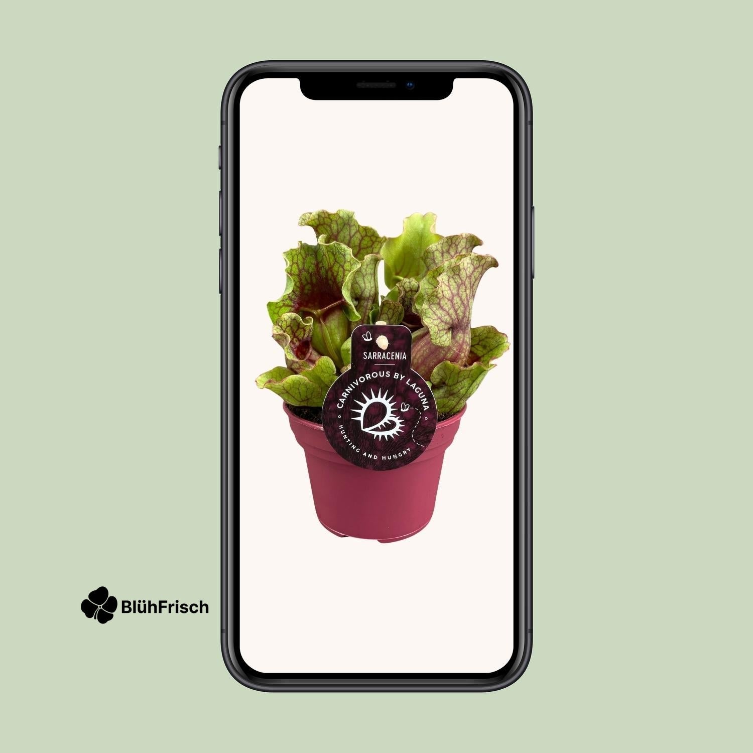 Sarracenia - Ø12 ↕20