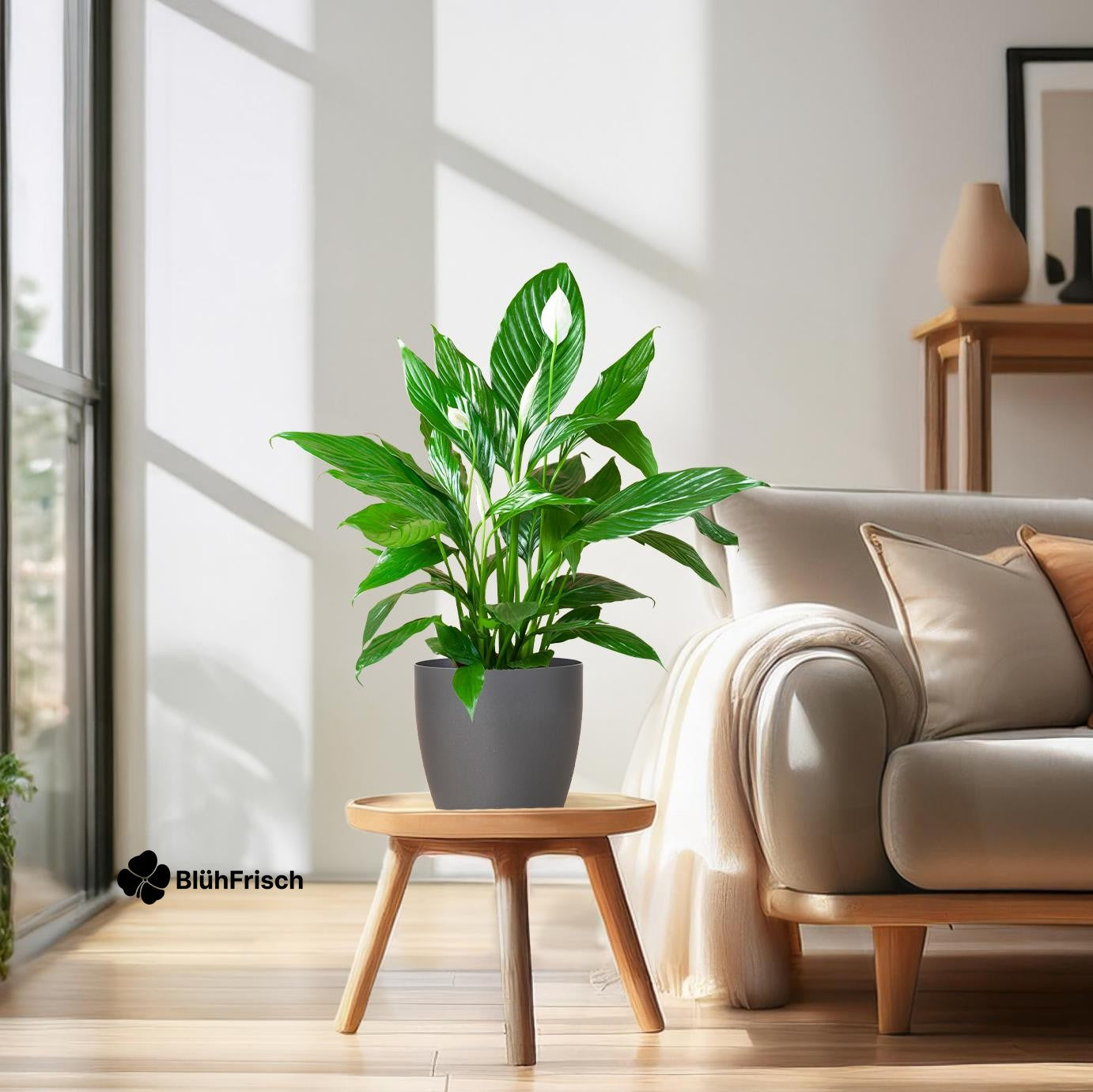 Spathiphyllum mit Viber grau – 80 cm – Ø21