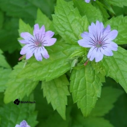 48x Geranium nodosum - ↕10-25cm - Ø9cm