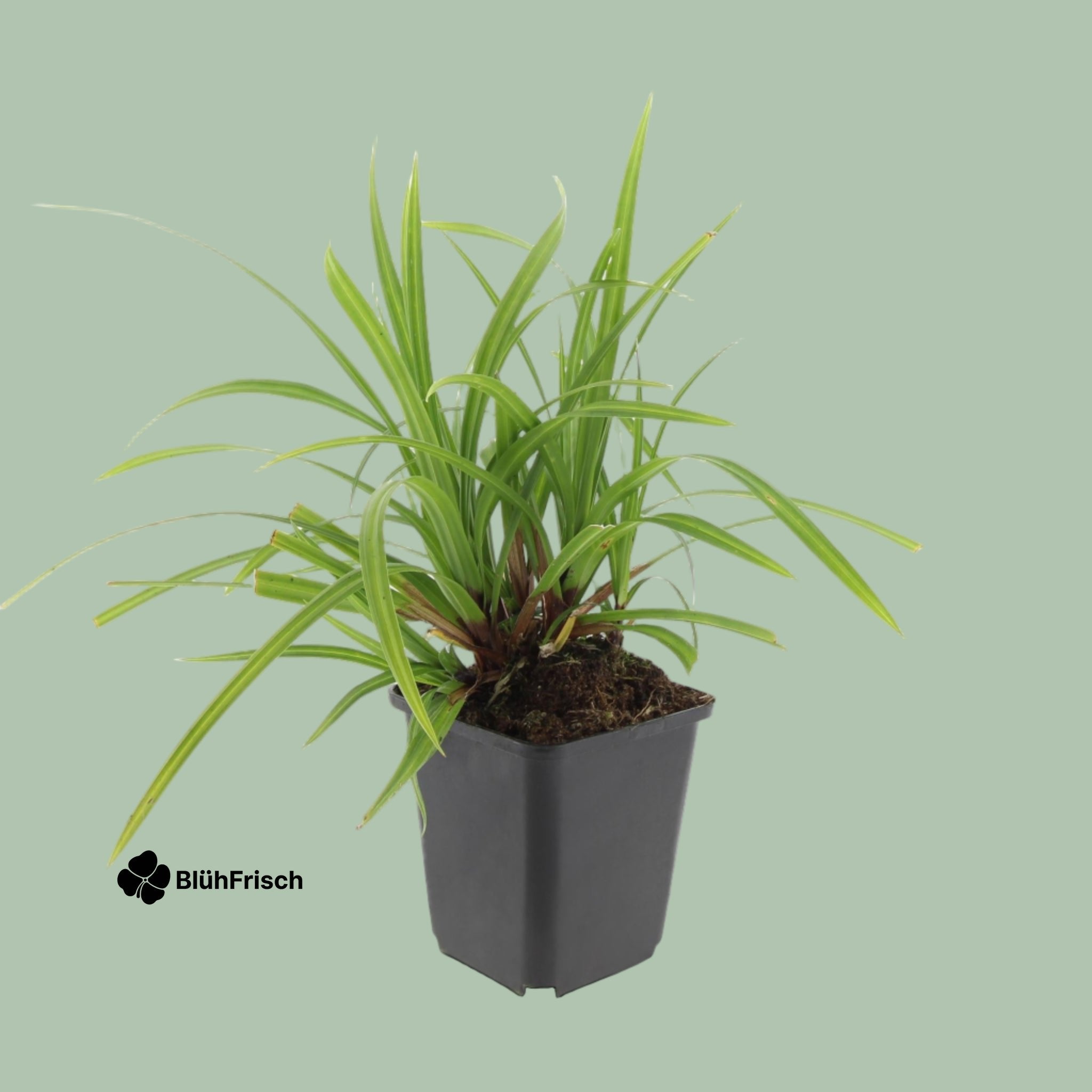48x Carex morrowii 'Irish Green' - ↕10-25cm - Ø9cm