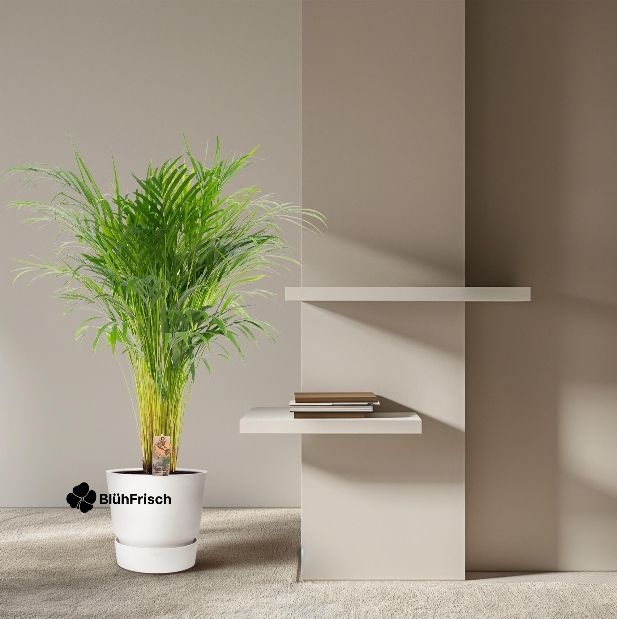 Areca-Palme - Ø21cm - ↕110cm