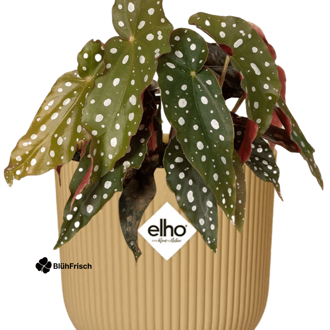 Begonia Maculata + ELHO Vibes Fold 14cm geel