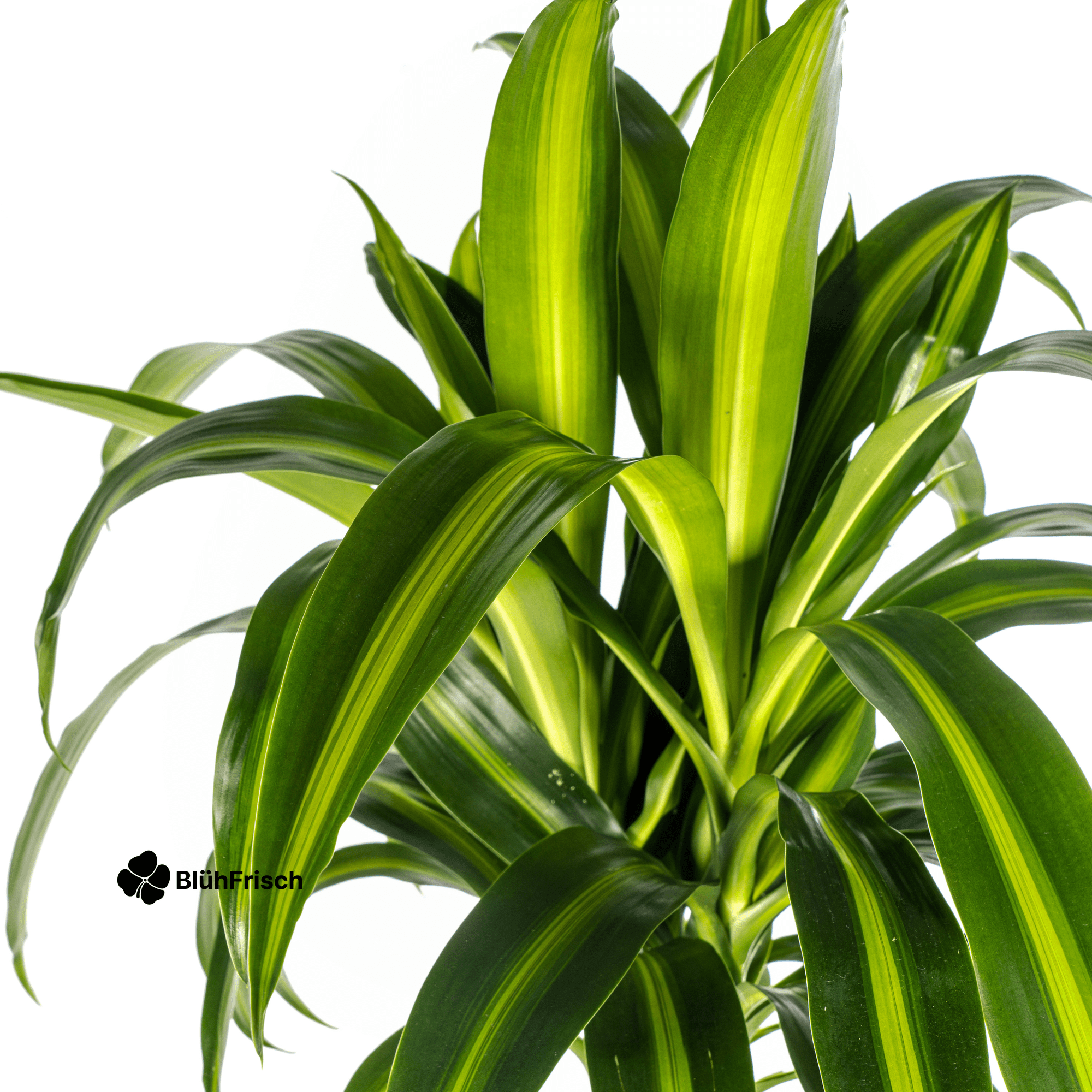 Dracaena Hawaiian Sunshine mit Korb 130 - 150cm