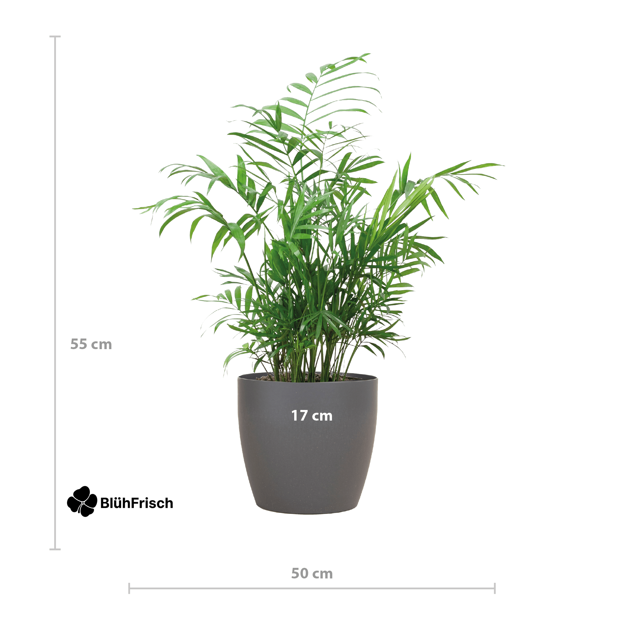 Chamadorea Elegans mit Viber Grau - 55cm - Ø17