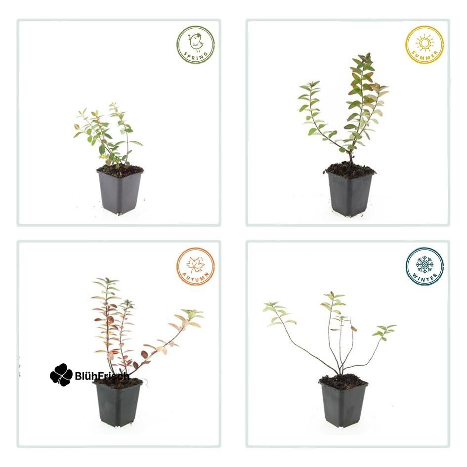 48x Hypericum dummeri 'Peter Dummer' - ↕10-25cm - Ø9cm