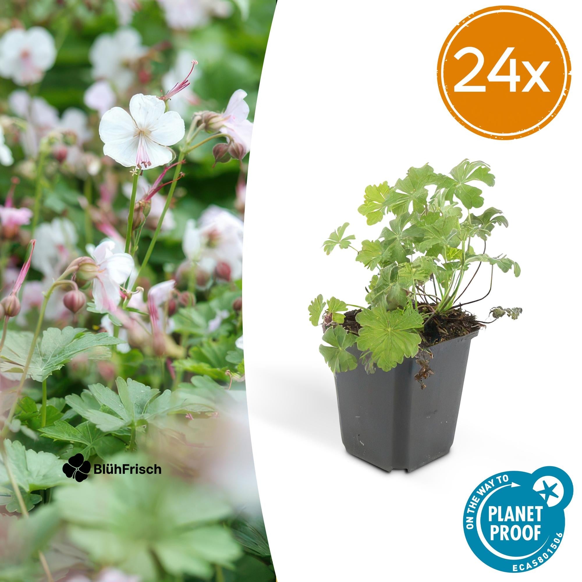 24x Geranium cant. 'Biokovo' - ↕10-25cm - Ø9cm