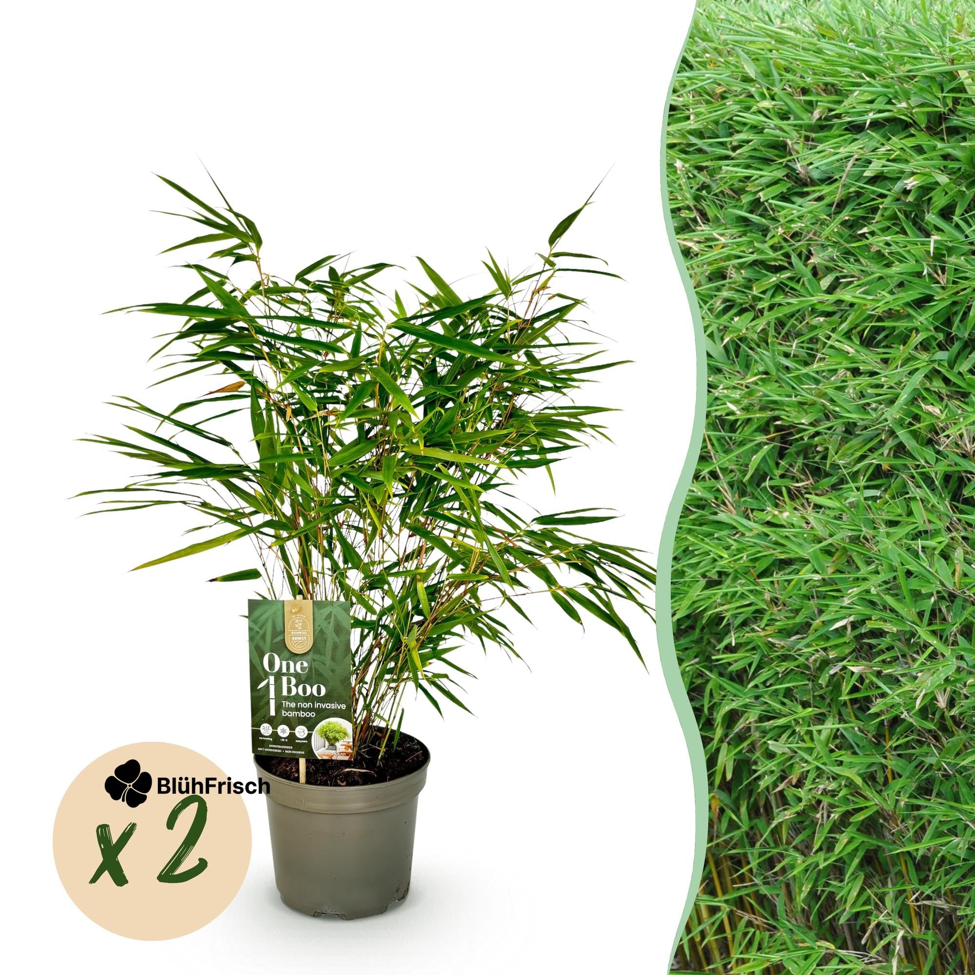 GreenboutiQ - Bambus - Fargesia rufa - Grün - 2 Pflanzen - Immergrün - Nicht Ausbreitend - Topf 17cm Höhe 60cm